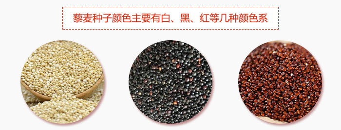 藜麥種子顏色主要有白、黑、紅等幾種顏色系，營(yíng)養(yǎng)成分相差不大，其中白色口感好，黑、紅色口感相對(duì)差些，籽粒也較小。