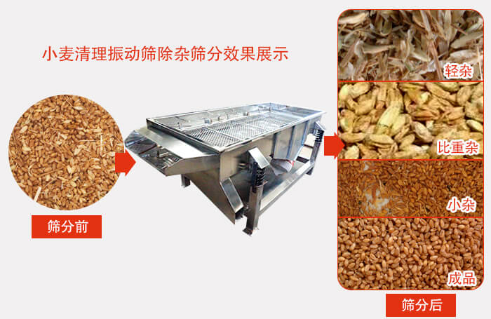 小麥清理振動篩小麥篩分效果展示圖可同時篩分出輕雜，比重雜，小雜，成品等四個等級。